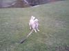 Golden retriever Zenta