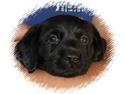 Labrador retriever Joey