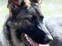 Schæferhund Nala