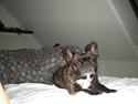 Fransk bulldog Molly