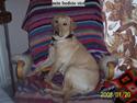 Labrador retriever Pippi