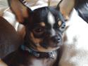 Chihuahua Gucci