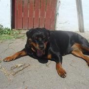 Rottweiler Vindelbo's Rose-Dakota
