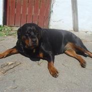 Rottweiler Vindelbo's Rose-Dakota