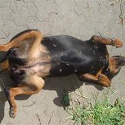 Rottweiler Vindelbo's Rose-Dakota