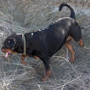 Rottweiler Vindelbo's Rose-Dakota