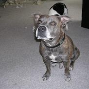 Staffordshire bull terrier R.I.P. Svip