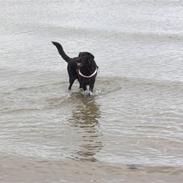 Labrador retriever Balder
