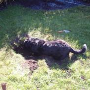 Labrador retriever Balder