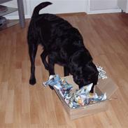 Labrador retriever Balder