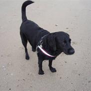 Labrador retriever Balder