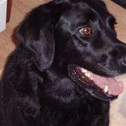 Labrador retriever Balder