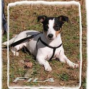 Jack russell terrier Fila