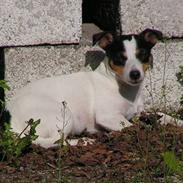 Jack russell terrier Fila