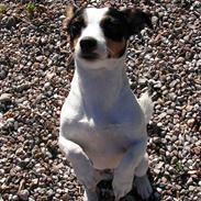 Jack russell terrier Fila