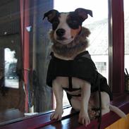 Jack russell terrier Fila