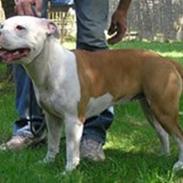 Amerikansk staffordshire terrier Menja *R.I.P* 