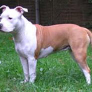 Amerikansk staffordshire terrier Menja *R.I.P* 