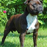 Staffordshire bull terrier kenzo