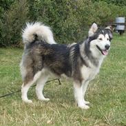 Alaskan malamute Freja  *himmelhund*