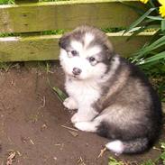 Alaskan malamute Freja  *himmelhund*