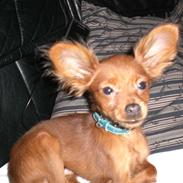 Russisk toy terrier Oliver