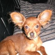 Russisk toy terrier Oliver