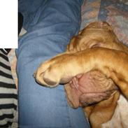 Dogue de bordeaux Grunken