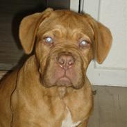 Dogue de bordeaux Grunken