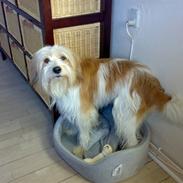 Blanding af racer fido