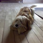 Blanding af racer fido