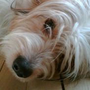 Blanding af racer fido