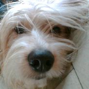 Blanding af racer fido