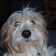 Blanding af racer fido