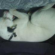 Amerikansk bulldog Coda  *solgt*