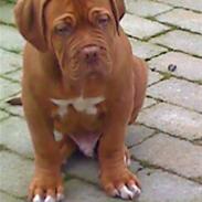 Dogue de bordeaux Turner.