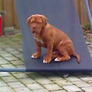 Dogue de bordeaux Turner.