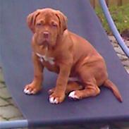 Dogue de bordeaux Turner.