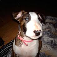 Bullterrier coco