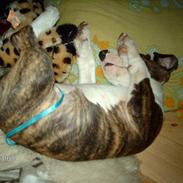 Bullterrier coco
