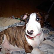 Bullterrier coco