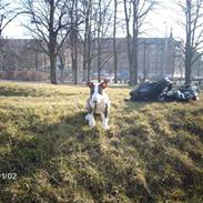 Bullterrier coco
