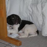 Kleiner münsterländer Riki 