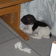 Kleiner münsterländer Riki 