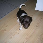 Kleiner münsterländer Riki 