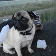 Mops Fifi Tusindfryd