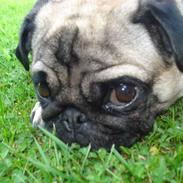 Mops Fifi Tusindfryd