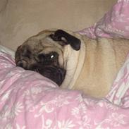 Mops Fifi Tusindfryd