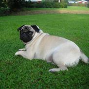 Mops Fifi Tusindfryd