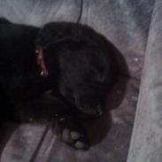 Blanding af racer Bølle